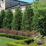Planting a Privacy Screen - Landscaping Netwo