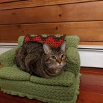 Mews and Nips: People Are Crocheting Tiny Sofas for Their Cats .