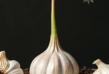 Unlocking Garlic’s Potential: Top Organic Fertilization Strategies for Thriving Growth