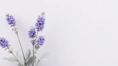 Enchanting Harmony: Exploring the Best Soft Lavender and Gray Color Palettes